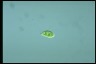 Euglena