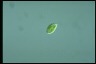 Euglena pisciformis