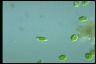 Euglena pisciformis