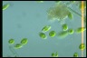 Euglena pisciformis