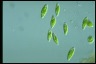 Euglena pisciformis