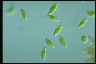 Euglena pisciformis