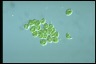 Euglena pisciformis