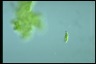 Euglena agilis