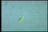 Euglena