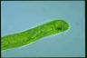 Euglena