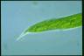 Euglena