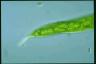 Euglena