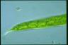 Euglena