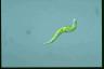 Euglena mutabilis