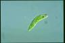 Euglena granulata