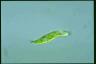 Euglena granulata