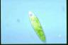 Euglena