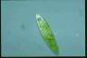 Euglena