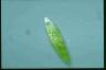 Euglena