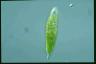 Euglena