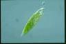 Euglena