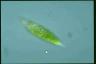 Euglena