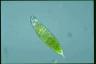 Euglena