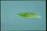 Euglena