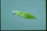 Euglena