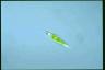 Euglena