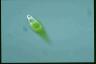 Euglena