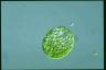 Euglena