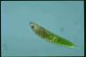 Euglena