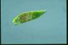 Euglena