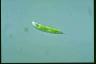 Euglena