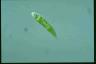 Euglena