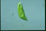 Euglena