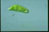 Euglena