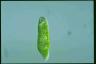 Euglena