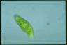 Euglena