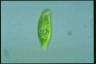 Euglena