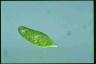 Euglena