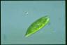 Euglena