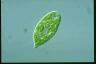 Euglena