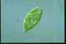 Euglena