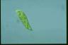 Euglena