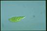 Euglena