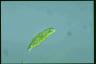 Euglena