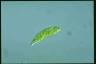 Euglena