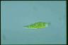 Euglena