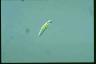 Euglena