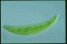 Closterium moniliferum