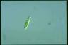 Euglena