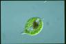 Euglena